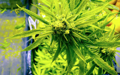 Marijuana Is Natural Medicine but Fake Pot Kills that Perception and More