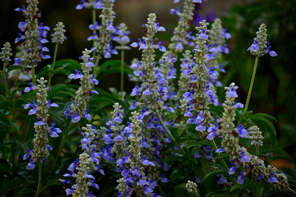 What is Salvia?