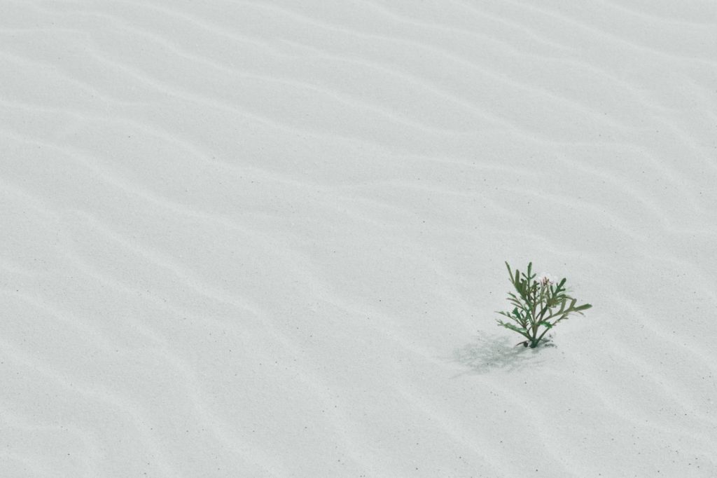 plant poking through sand